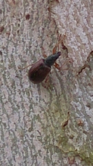 Phyllobius oblongus