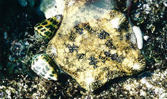 Culcita novaeguineae