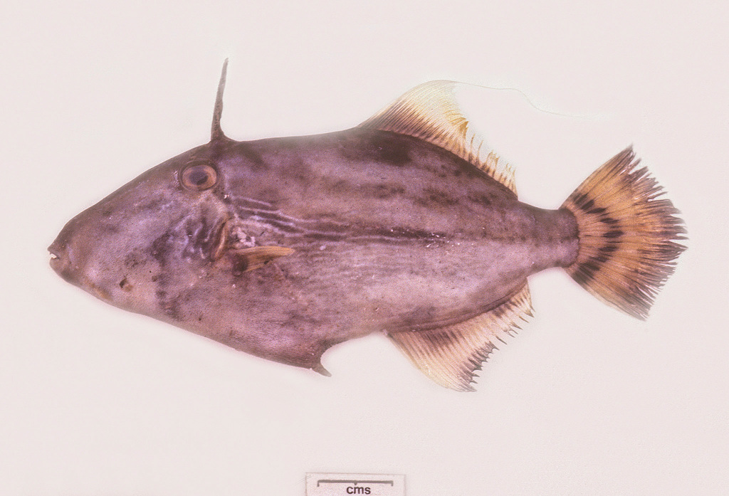 Lowe's Leatherjacket