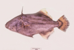 Paramonacanthus lowei