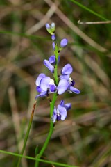 Comesperma calymega