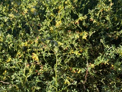 Acmispon junceus junceus