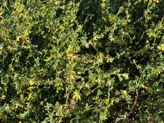 Acmispon junceus junceus