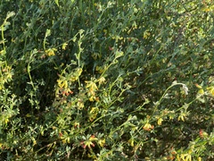 Acmispon junceus junceus