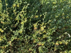 Acmispon junceus junceus