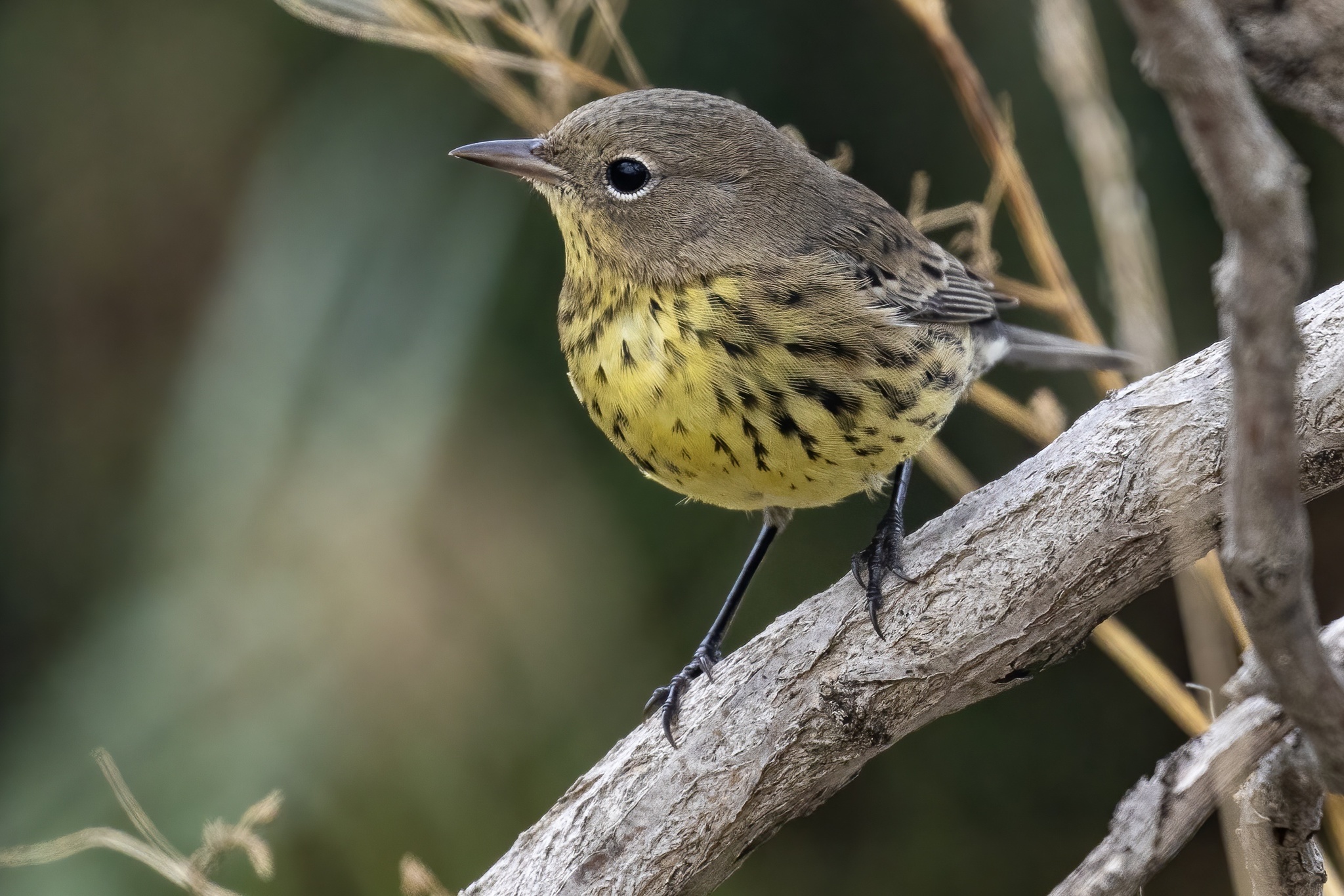 Kirtland's Warbler (Setophaga kirtlandii)