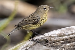 Kirtland's Warbler photo 5