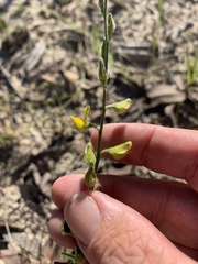 Crotalaria montana