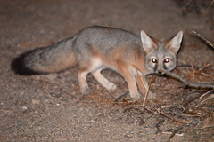 Vulpes macrotis macrotis