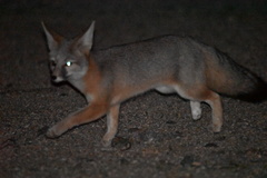 Vulpes macrotis macrotis