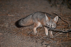 Vulpes macrotis macrotis
