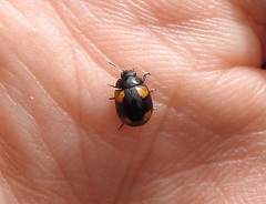 Peltoschema tetraspilotum