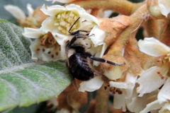 Bombus impatiens image