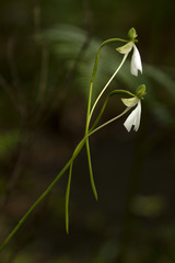 Habenaria longicorniculata