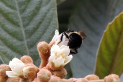 Bombus impatiens image
