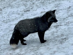 Vulpes vulpes deletrix