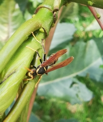 Polistes xanthogaster