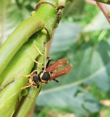 Polistes xanthogaster