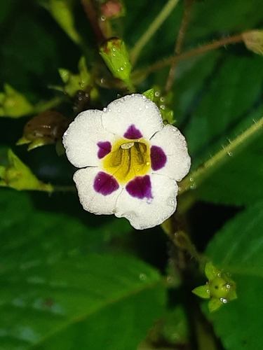 Diastema racemiferum