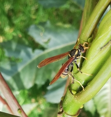 Polistes xanthogaster