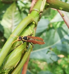 Polistes xanthogaster
