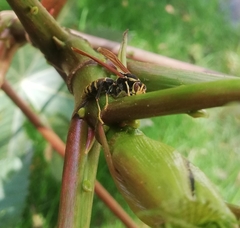 Polistes xanthogaster