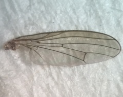 Tephrochlamys rufiventris