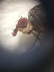 Tephrochlamys rufiventris