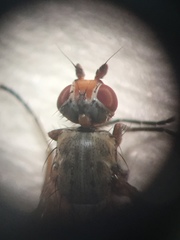 Tephrochlamys rufiventris