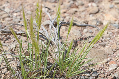 Elymus elymoides elymoides