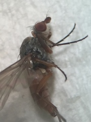 Tephrochlamys rufiventris