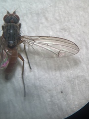 Tephrochlamys rufiventris