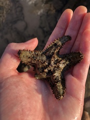 Asteropsis carinifera