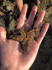 Asteropsis carinifera