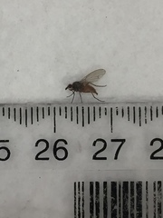 Tephrochlamys rufiventris