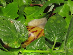 Cochlitoma semidecussata