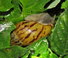 Cochlitoma semidecussata