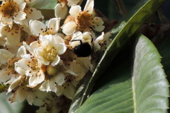 Bombus impatiens image