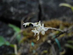 Dendrobium herbaceum