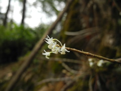 Dendrobium herbaceum