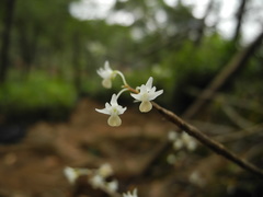 Dendrobium herbaceum