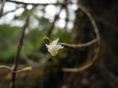 Dendrobium herbaceum