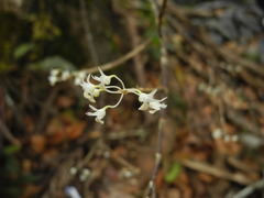 Dendrobium herbaceum