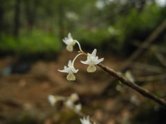 Dendrobium herbaceum