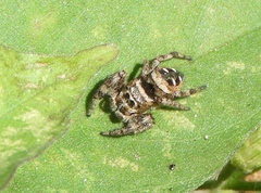 Dendryphantes zygoballoides