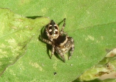 Dendryphantes zygoballoides