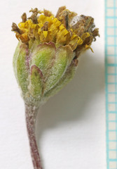 Hymenopappus filifolius nudipes