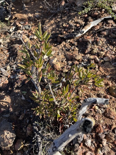 Berberis claireae (Berberis claireae)
