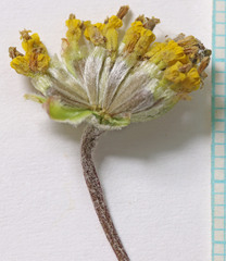 Hymenopappus filifolius nudipes