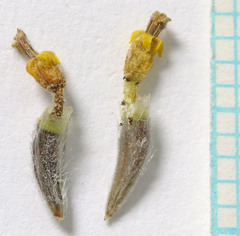 Hymenopappus filifolius nudipes